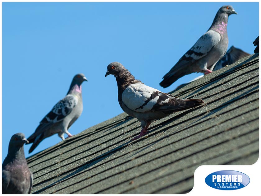 Why Birds Can Mean Bad News for Your Roofing System